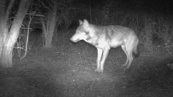 Un loup observé dans les Hauts-de-France Un loup filmé dans les Hauts-de-France. ©Emmanuel Labadie