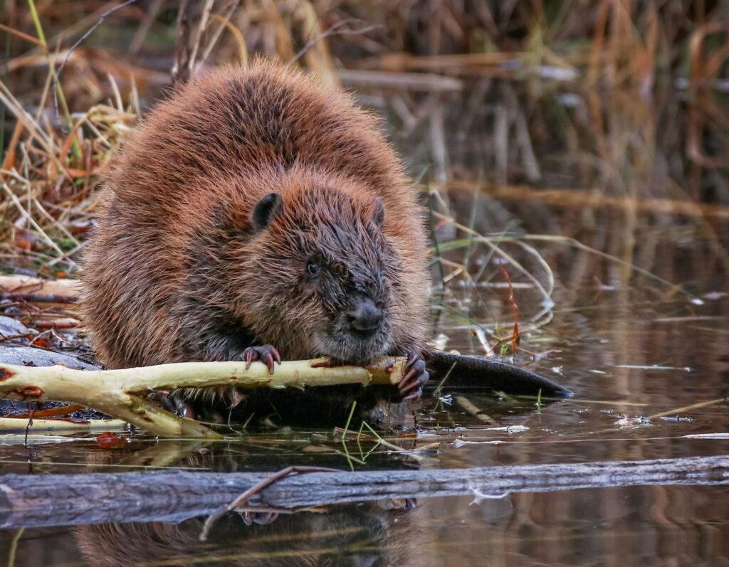 Ça s’en va et ça revient : le mystère de la faune sauvage des Hauts-de-France.